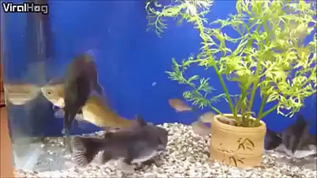 Akvaryumda Yeme Vahşeti