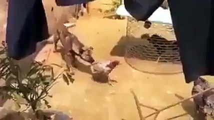 Un chien fait l'impossible pour stopper une bagarre de poules