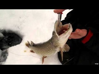 Tom Gruenwald Outdoors - Quest for Tobins Trophy Pike