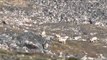 Outdoor Quest TV - Yukon Dall Sheep Part 2