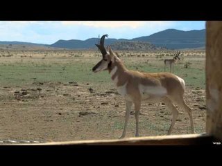 Muzzy Bad to the Bone Bowhunting TV - Colorado Speed Goats with Joey Menegatti