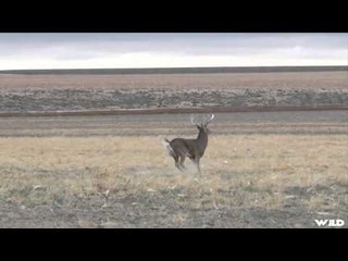 Pig Man The Series - Colorado Whitetail  Muleys I