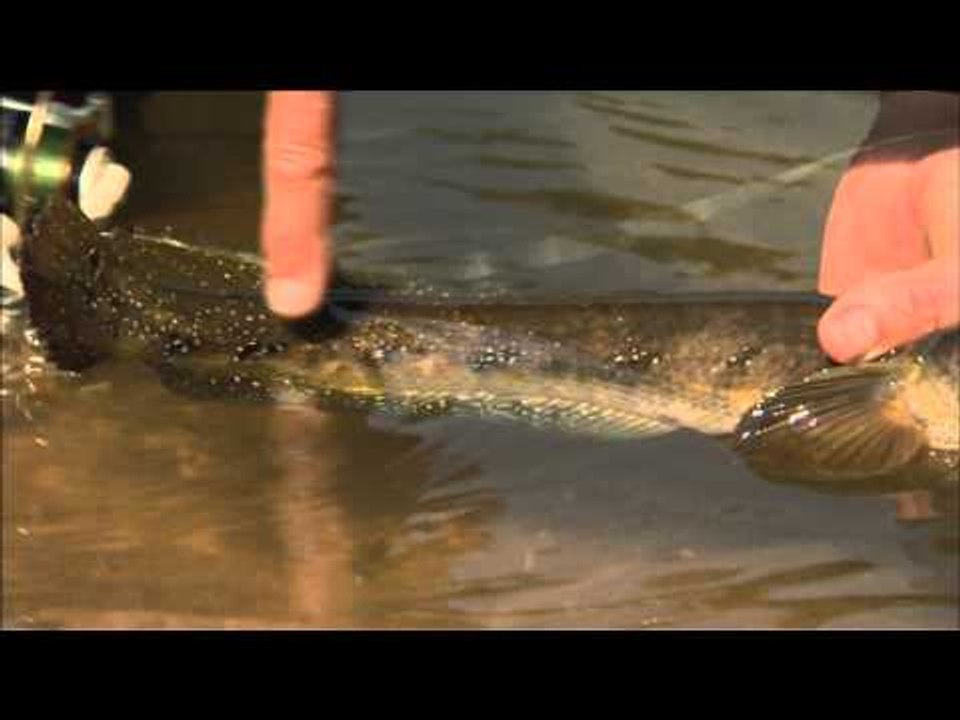 Canadian Sportfishing - Fishing for Snakehead in India