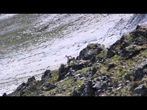 Where in the World is Colorado Buck - Yukon Stone Sheep Adventure