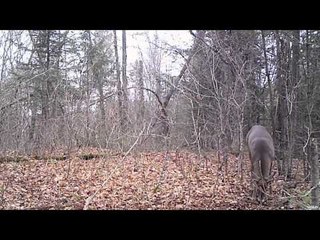 Expedition Faune - Deer Papineau Labelle