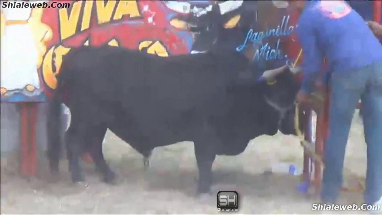 JARIPEO NIÑOS MONTANDO TOROS DE REPARO EN SAN BARTOLO PAREO MICHOACAN MEXICO FIESTA CHARRA TRADICIONAL CON MUCHO HUMOR FEBRERO 2016