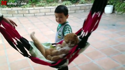 Funny Cats Acting Like Humans Compilation 2016