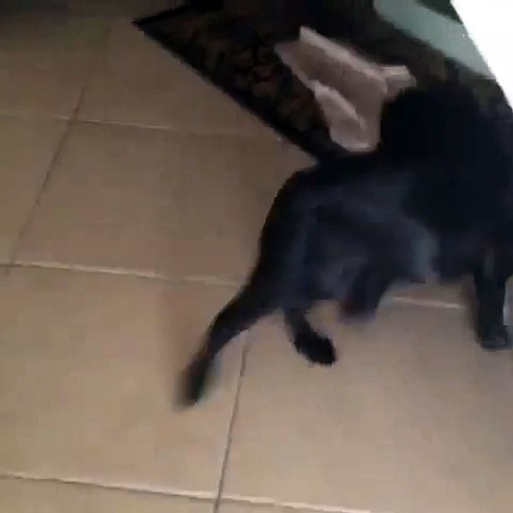 Funny Cat-Dog Vines