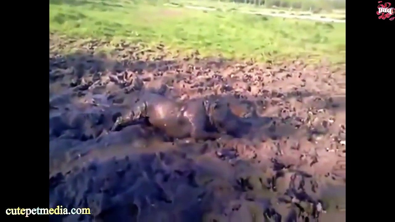 The Worlds Most Funny Dog Videos May 2014