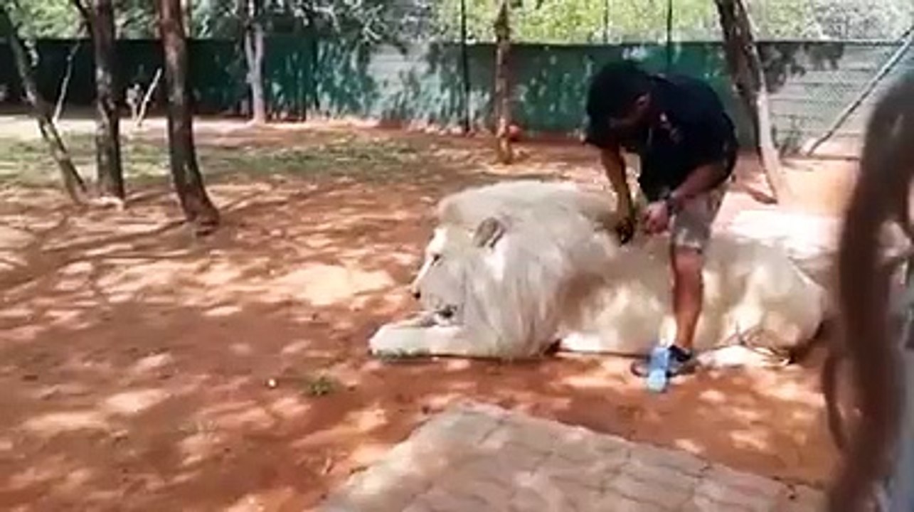 White Lion Wants Beauty HD