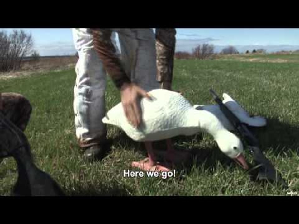 Qubec  vol d oiseau - Snow Goose Spring Hunt Quebec and Lower SaintLawrence