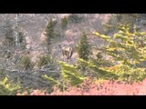 Woods n Waters North American Big Game Adventures - Late Season Moose at Red Indian Outfitters