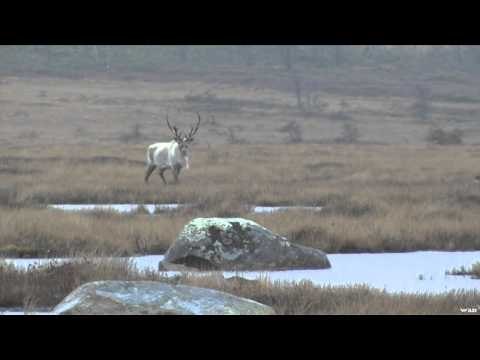 Woods n Waters North American Big Game Adventures