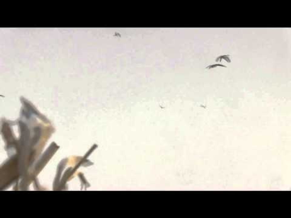 The Fowl Life - Below Zero