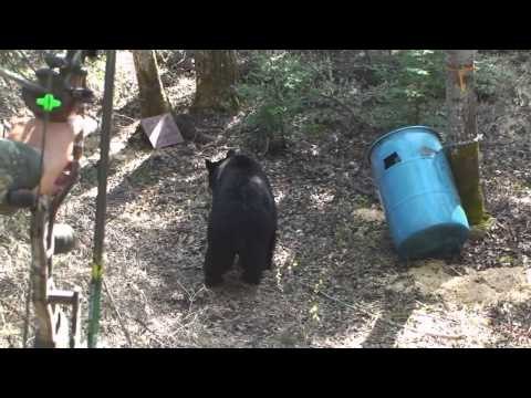 Maximus Outdoor Adventures - Dan Schmidt Bear Hunt