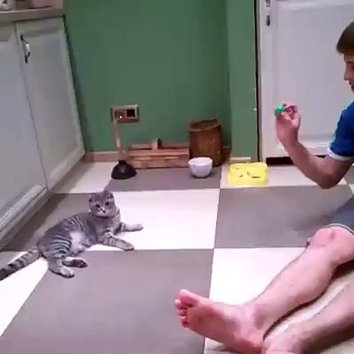 Cat ply with a small boy