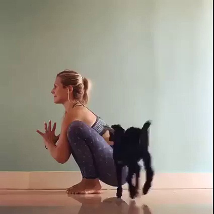 Yogoat