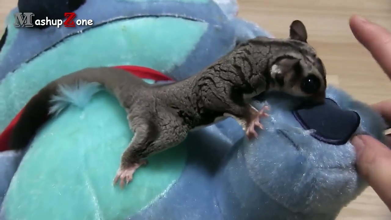 Sugar Glider - A Funny And Cute Sugar Glider Videos Compilation __ NEW HD