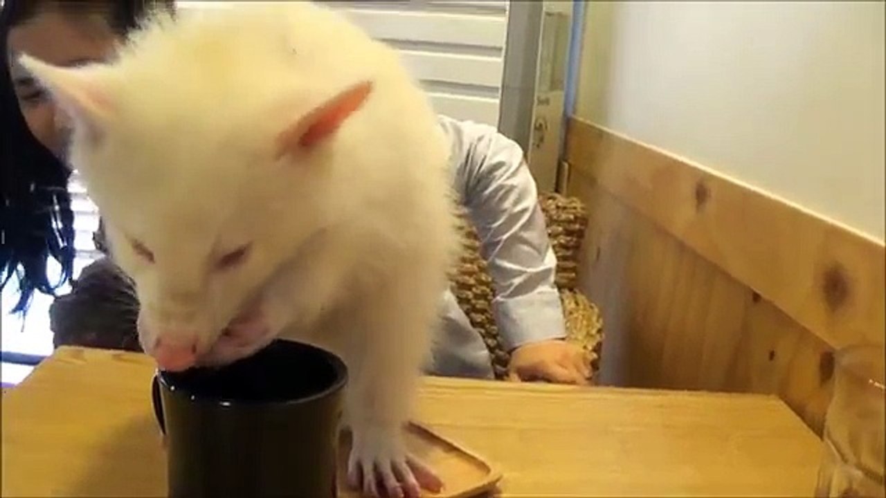 White Raccoons in the cafe laugh girls. Белые Еноты в кафе достают девушек. - 1457006170782