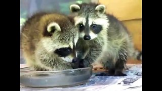 TOP 5 the best video with raccoons. Funny Raccoon and water. ТОП 5 Лучшие видео. Енот полоскун. - 1457006174183
