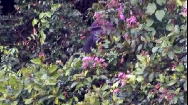 Tansy Aspinall And The Gorillas- Reunited At Last! - OFFICIAL VIDEO