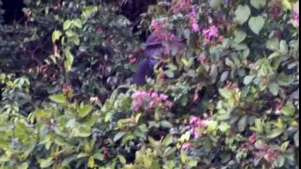 Tansy Aspinall And The Gorillas- Reunited At Last! - OFFICIAL VIDEO