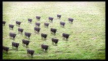 (YTPMV) Cows Cows Cows Scan