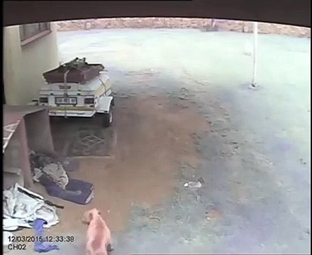 Dog Attacks Intruder - Burglar