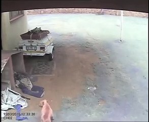 Dog Attacks Intruder - Burglar