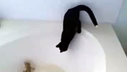 The Black Cat Tries Take Bath With Support of Reptile Friend!