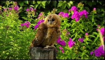 100 Wallpapers Of Animals and Nature Of Our Beautiful World - Most Amazing Video - BeautifulGlobal.com