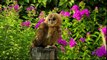 100 Wallpapers Of Animals and Nature Of Our Beautiful World - Most Amazing Video - BeautifulGlobal.com