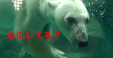 Asahiyama Zoo☆Polar Bear☆旭山動物園　ホッキョクグマ