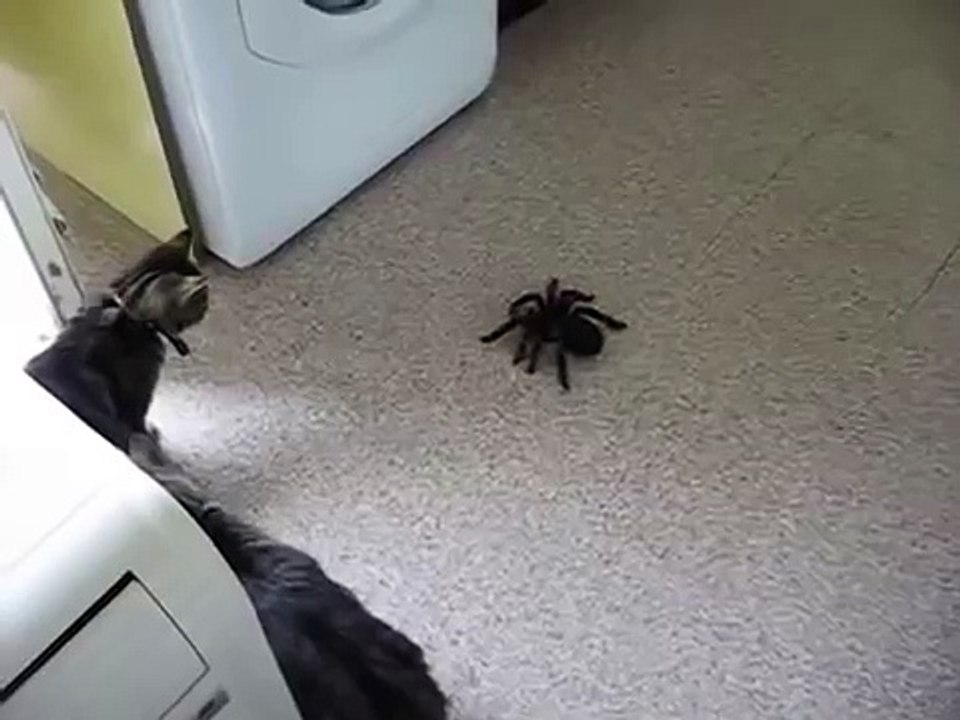 Les chats contre une araignée énorme 2016