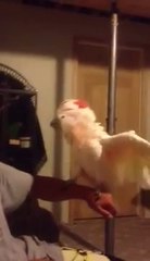 ESSAYER DE NE  PAS RIRE