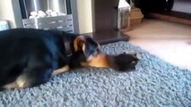 Это так мило! Взрослый пес умоляет маленького котенка поиграть с ним