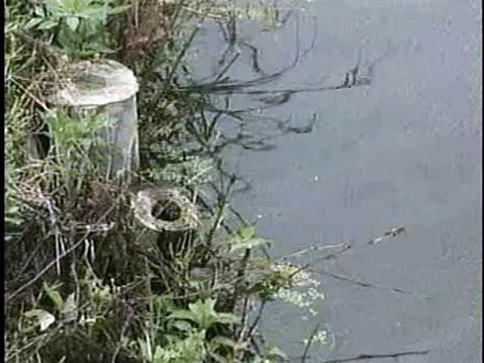 specialty Mekong Delta - Vietnam -part 5