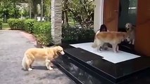 Intelligent trained dogs with trainer