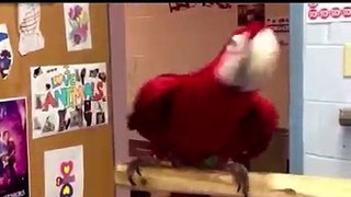 How to dance : parrots