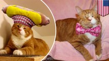 Blind cat rescued off the streets, now rocks silly hats and jumbo bow ties