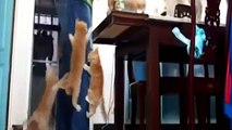 Les Meilleurs moments drôles avec les chats (Best Funny Moments with Cats)