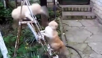 Funny cats videos Compilation  | Funny crazy Animals - Very Funny Video 2016