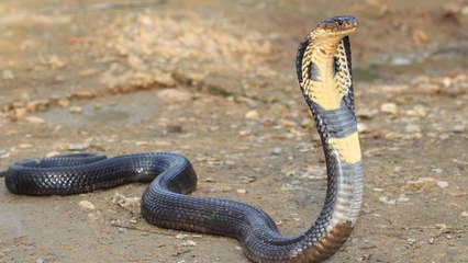 5 Animals You Wouldn't Want To Meet In Asia