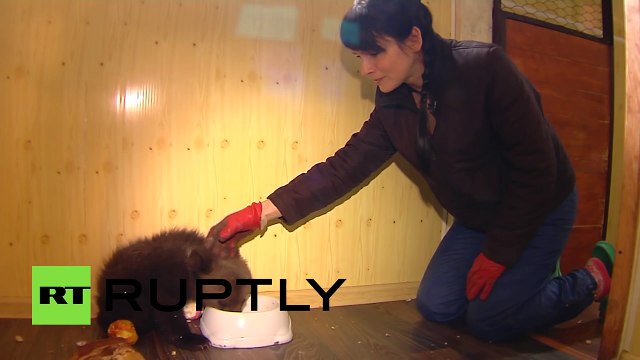 Пермский медвежонок ищет новый дом