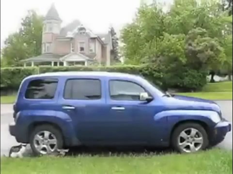 Прикол Кот и собака против оленя