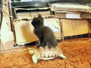 Русские коты )))