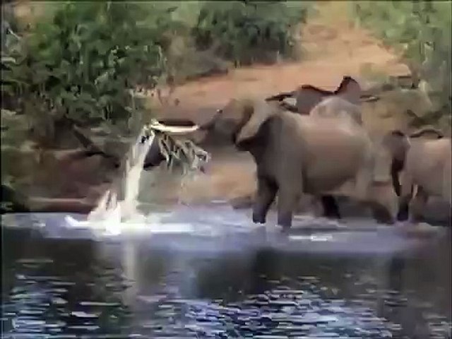 Incredible! Giant Snake VS Elephant