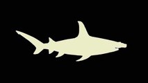 *****OLD***** Great white shark vs Hammerhead shark