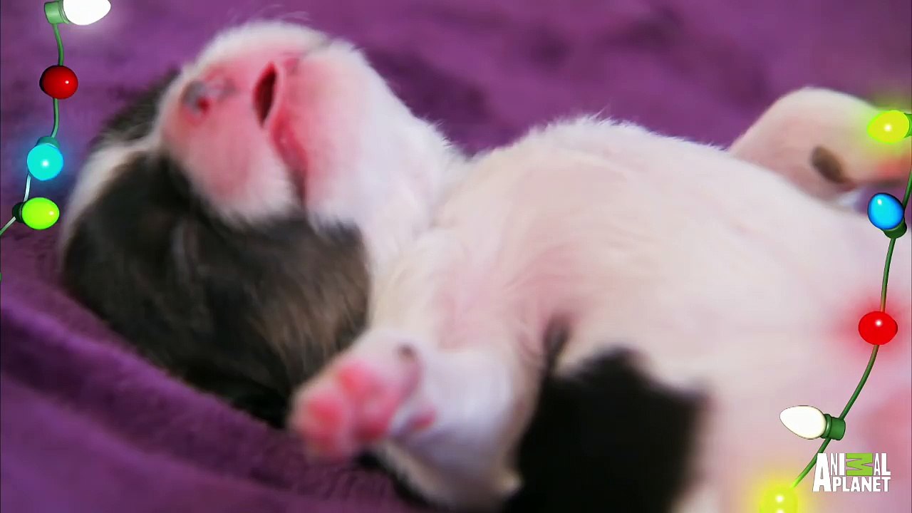 #MerryCuteness from Too Cute!
