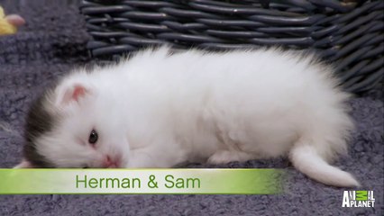 A Basket Full of Kittens  Too Cute!